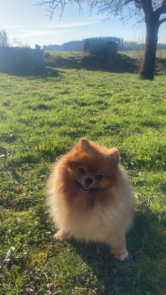 Hundetreffen-Pomeranian Treffen-Profilbild