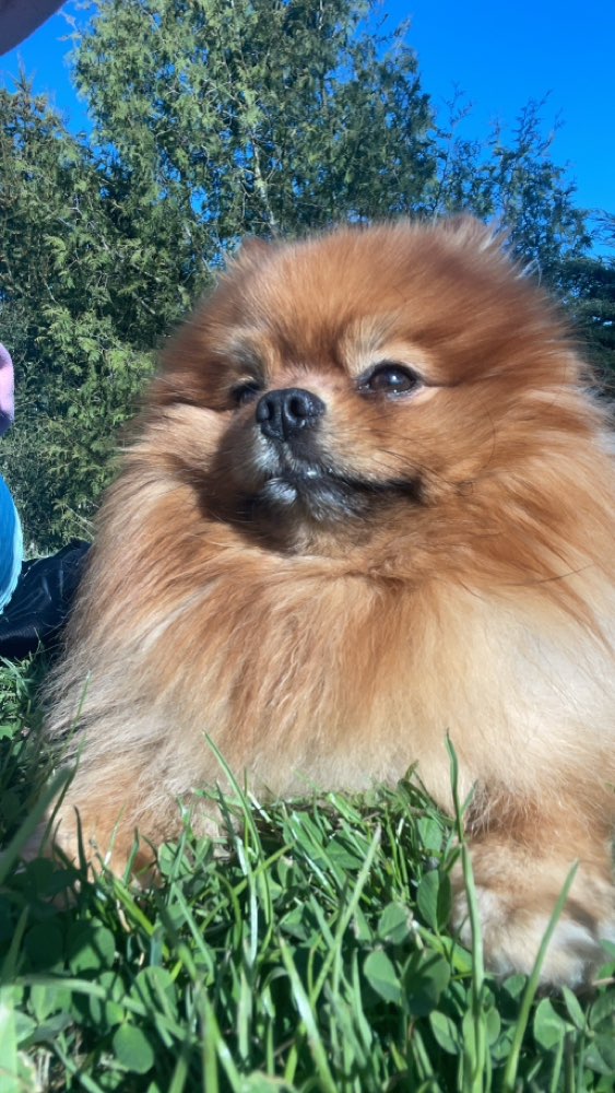 Hundetreffen-Zwergspitz Pomeranien Treffen-Profilbild