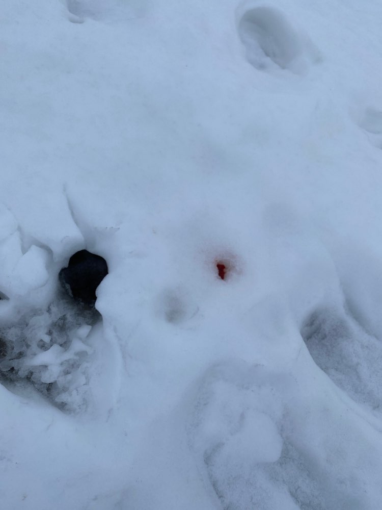 Giftköder-Eventuell Gift-Profilbild