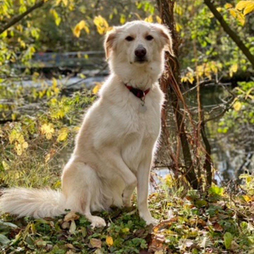Hundetreffen-Social Walk und neue Hundefreunde-Profilbild