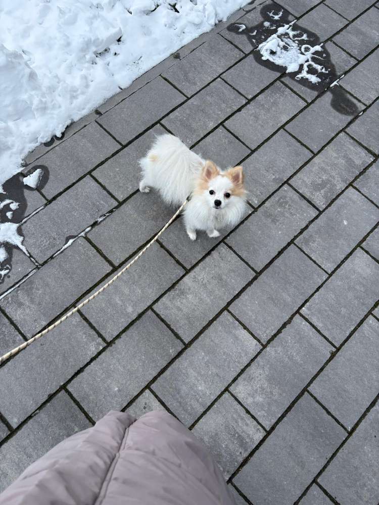 Hundetreffen-Spaziergänge Kleinhunde-Profilbild