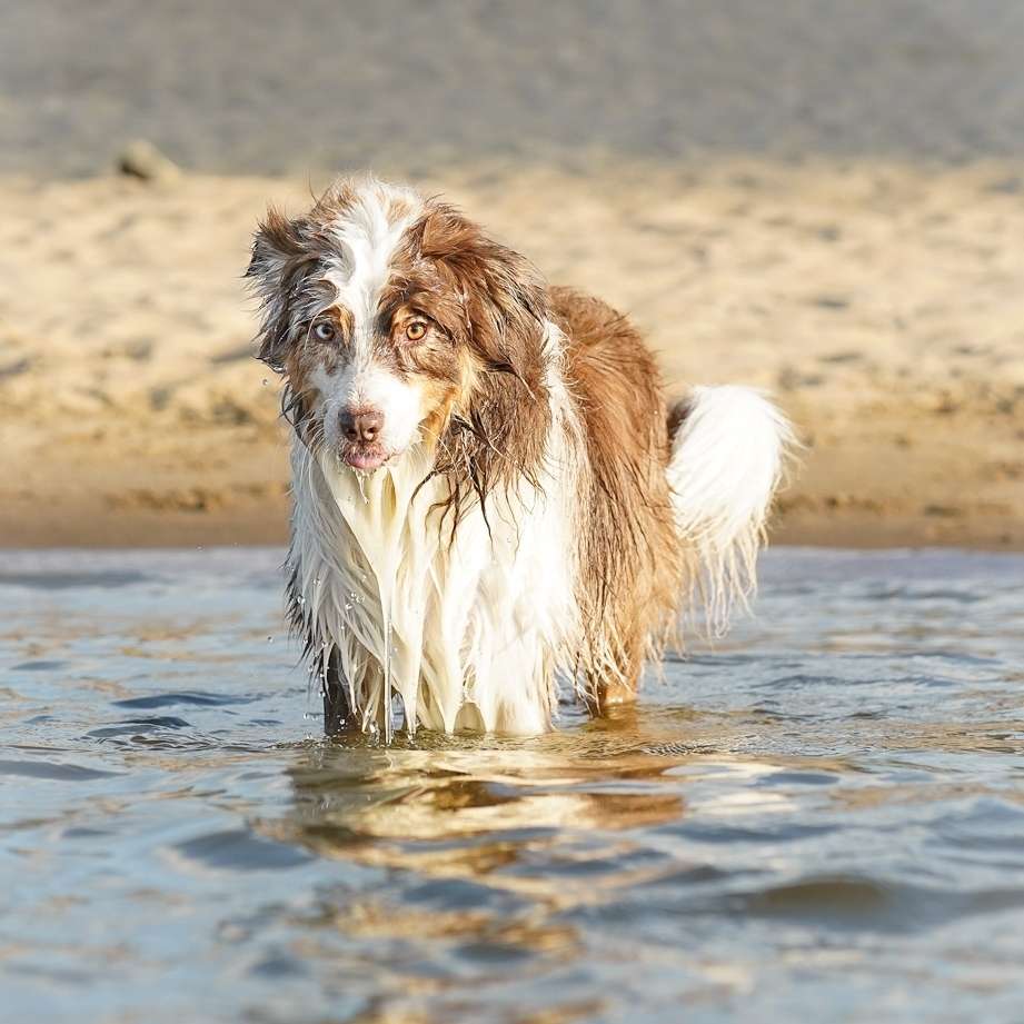 Hundetreffen-Fotos von und mit euren Hunden🙂-Profilbild