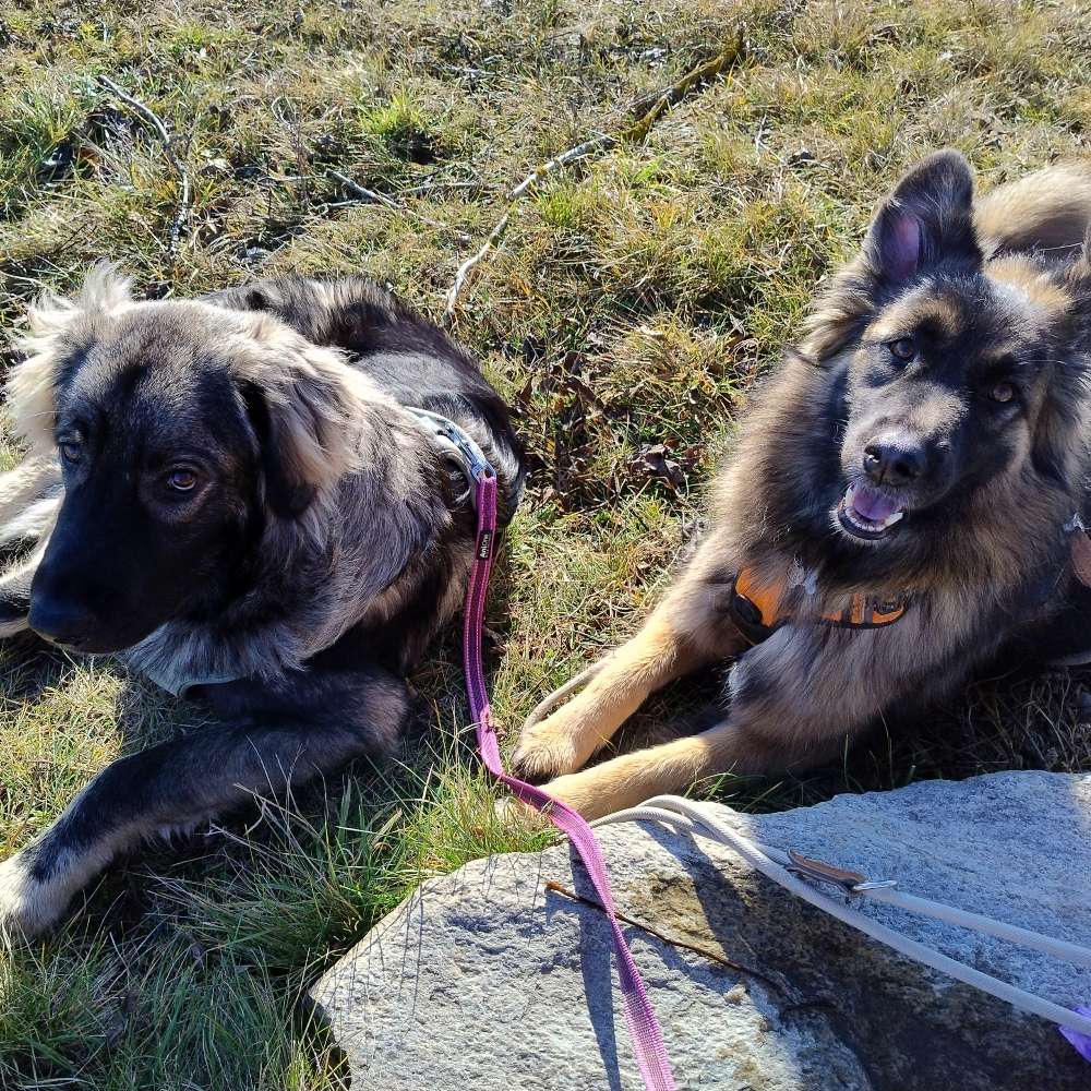 Hundetreffen-Gemeinsam Rudeln am Wochenende-Profilbild