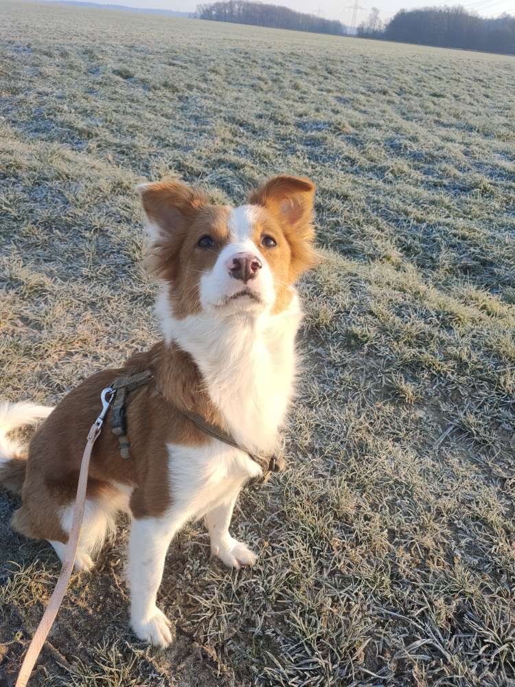 Hundetreffen-Gassifreunde gesucht-Profilbild