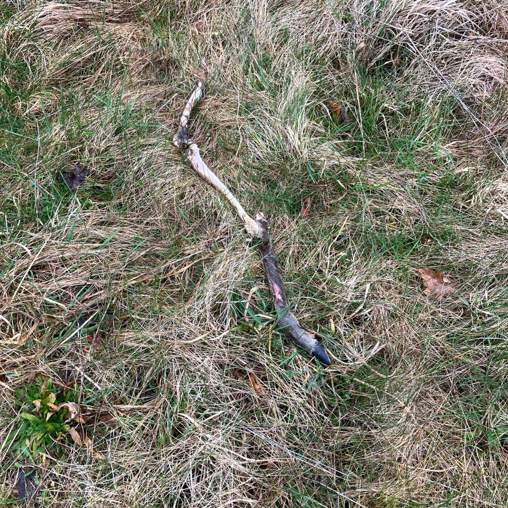 Giftköder-Rehkadaver/ Rehbein-Profilbild