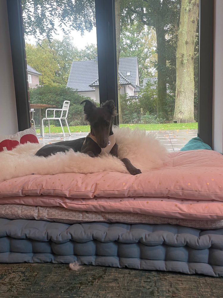 Hundetreffen-Whippet Junghündin sucht andere Whippets zum Flitzen statt Raufen-Profilbild