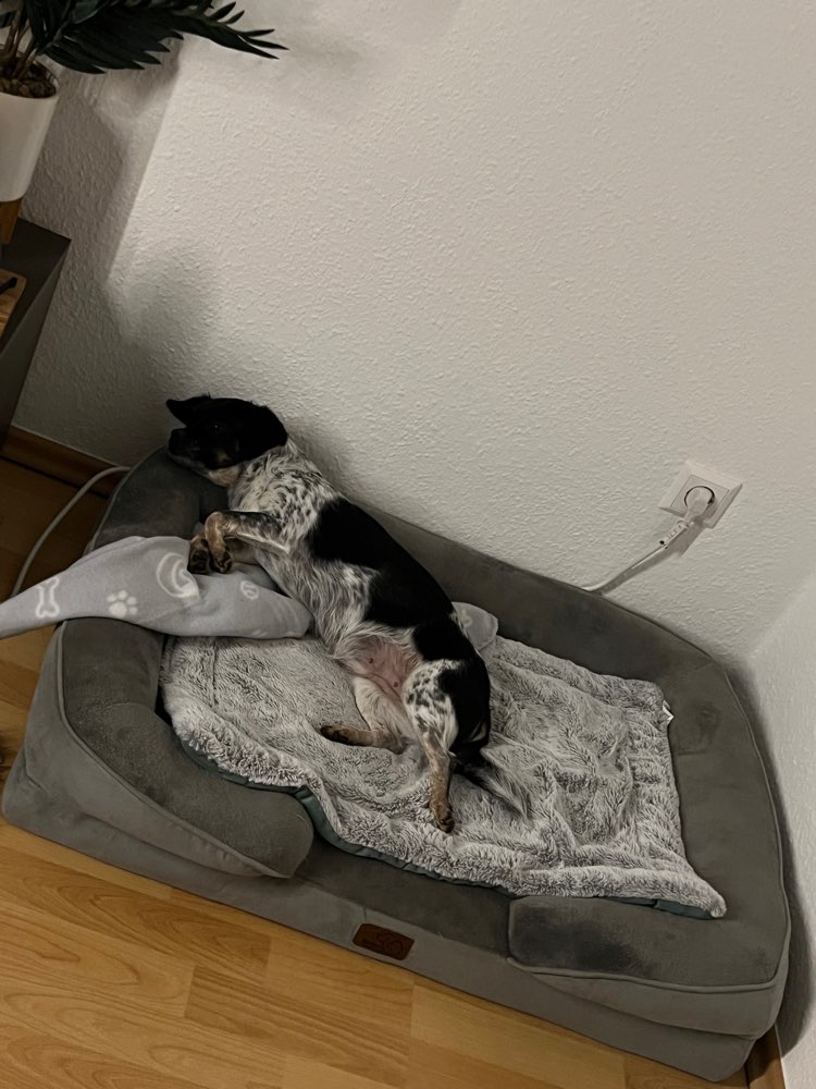 Hundetreffen-Spielkameraden Gesucht-Profilbild