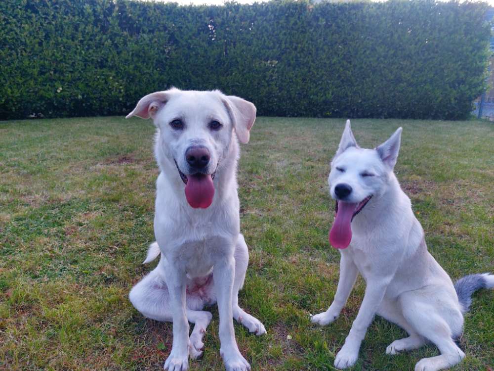 Hundetreffen-Spielgefährte gesucht-Profilbild