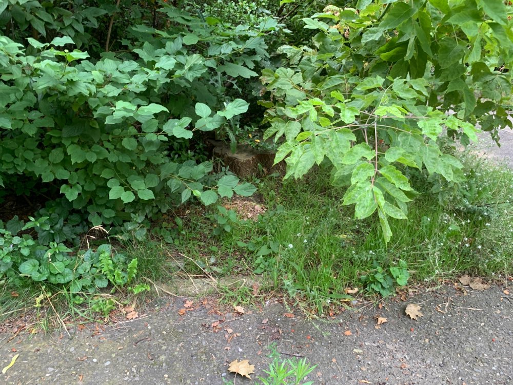 Giftköder-Möglicher Giftköder-Profilbild