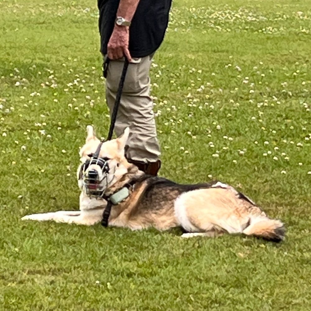 Hundetreffen-Begegnungen an der Leine-Profilbild