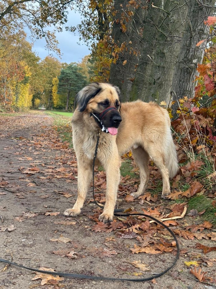 Hundetreffen-Spaziergang und Toben mit Hündin-Profilbild
