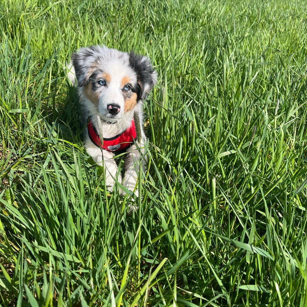 Hundetreffen-Welpentreffen-Profilbild