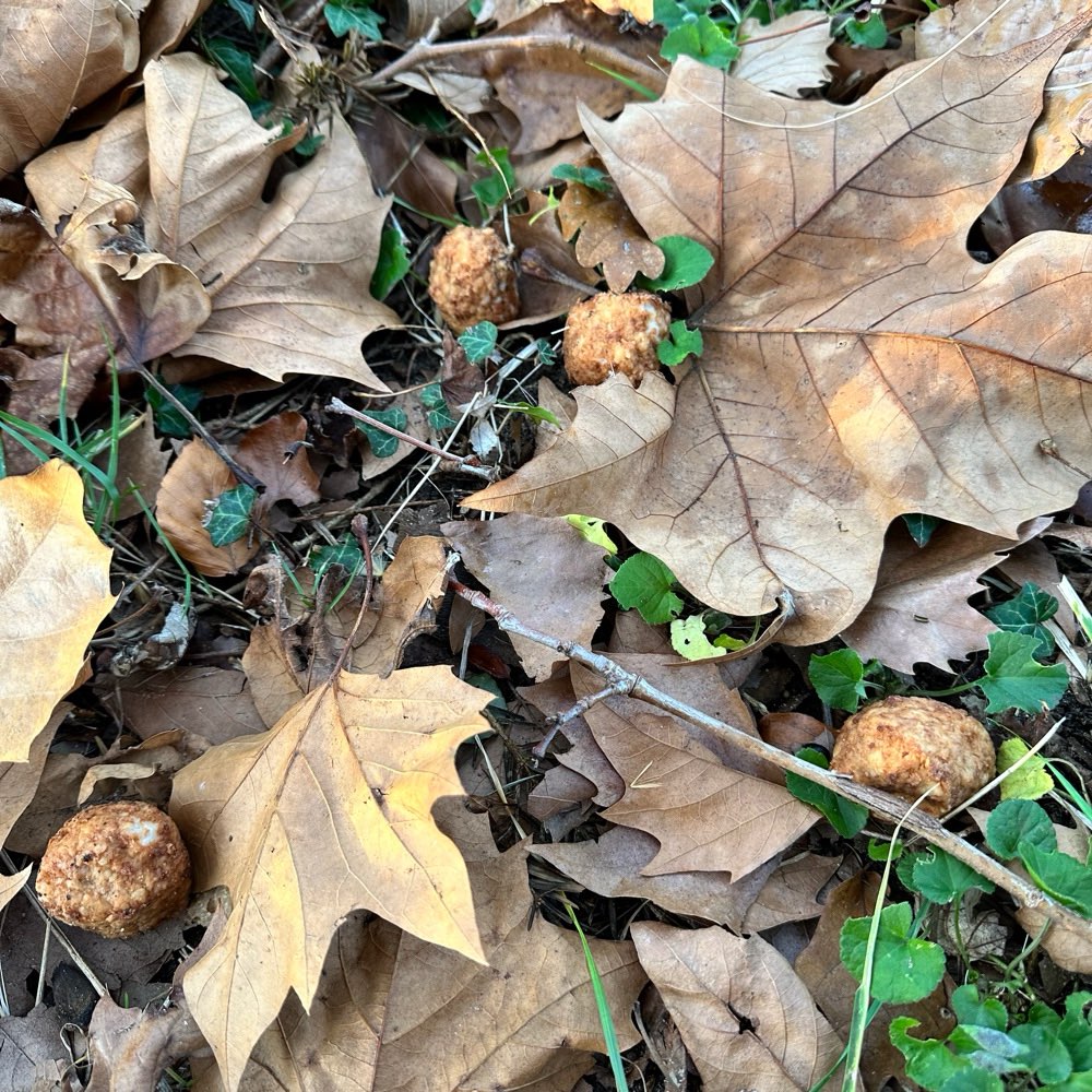 Giftköder-Frikadellen im Gebüsch-Profilbild