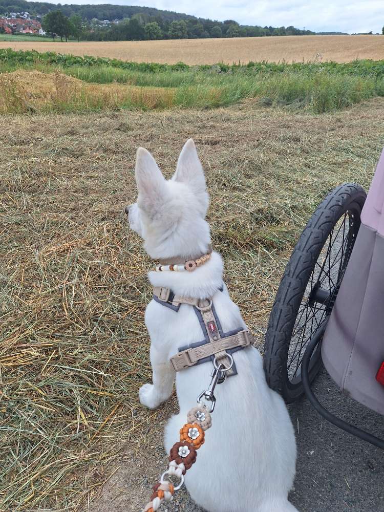 Hundetreffen-Welpensozialisation-Profilbild