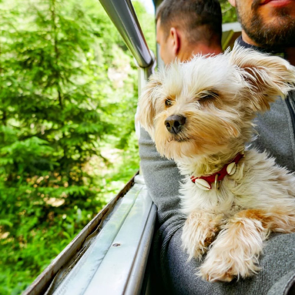 Hundetreffen-Deckrüde Zwergpuddel gesucht-Profilbild