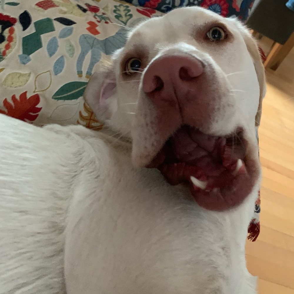 Hundetreffen-Labrador Spielgruppe-Profilbild