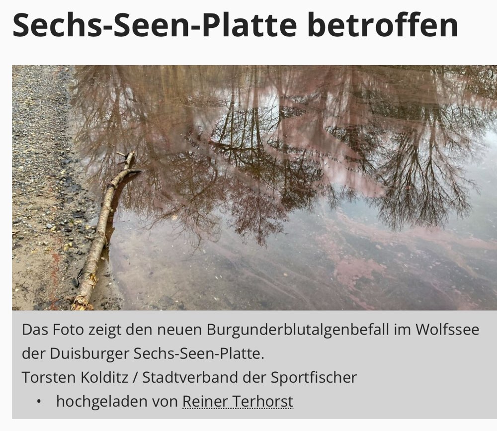 Giftköder-Blutburgunderalgenbefall-Profilbild