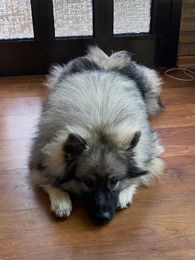 Hundetreffen-Gemeinsame Gassi-, und Spiel-Treffen in Nienburg-Profilbild