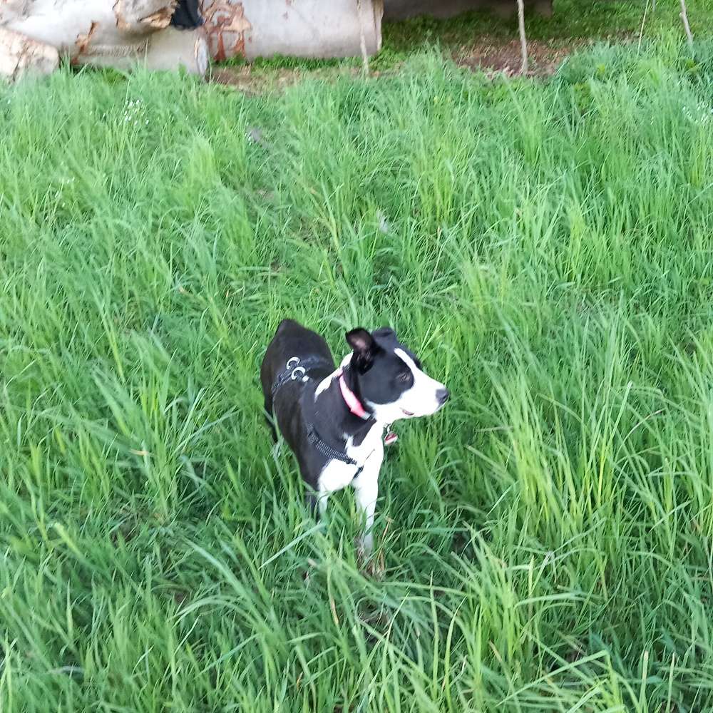 Hundetreffen-Spielfreunde-Profilbild