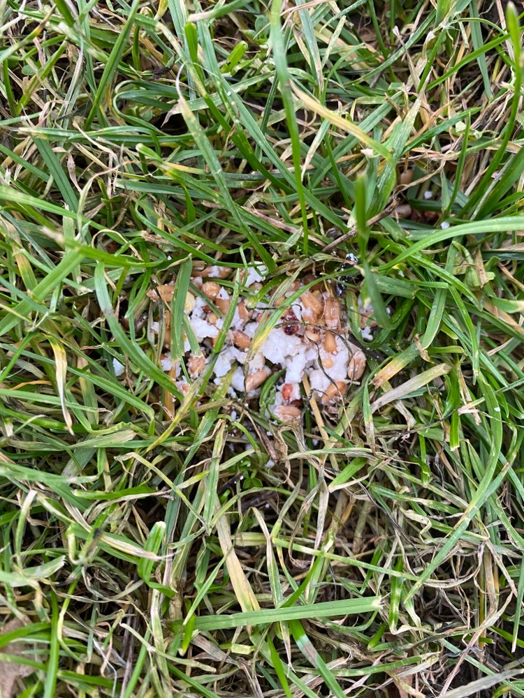 Giftköder-Vermutlicher Giftköder-Profilbild