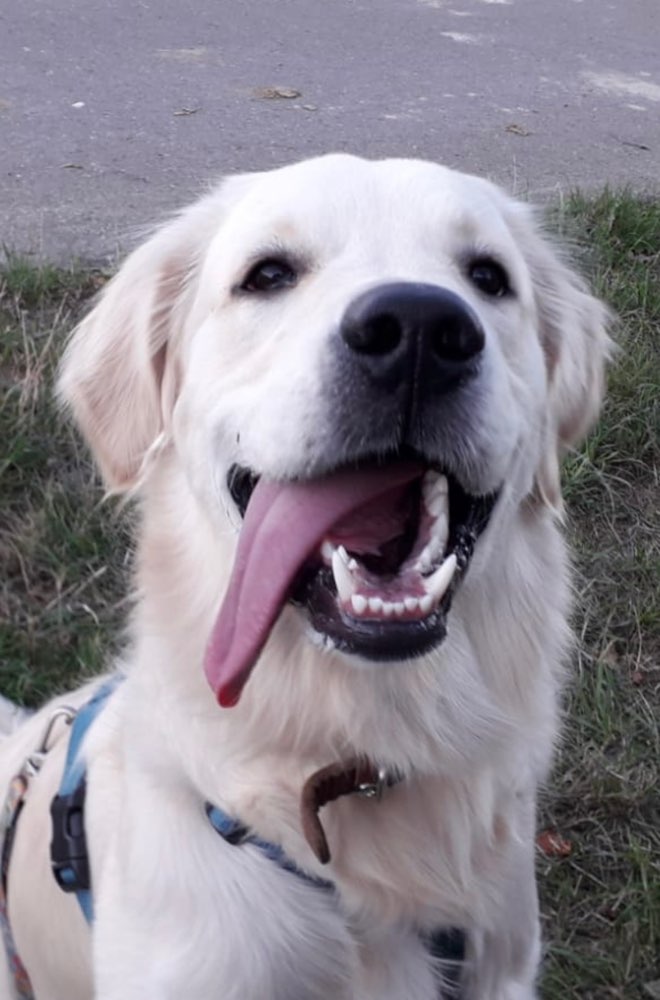 Hundetreffen-Spazieren und Spielen-Profilbild