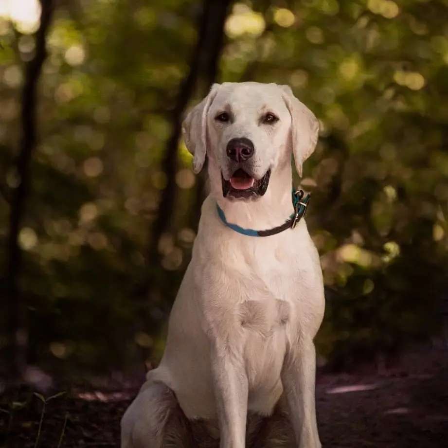 Hundetreffen-Treffen zum Spielen-Profilbild