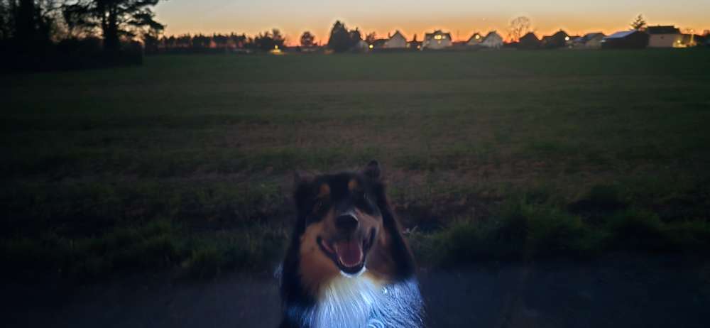 Hundetreffen-Gemeinsame Gassi Runde für meinen reaktiven Hund-Profilbild