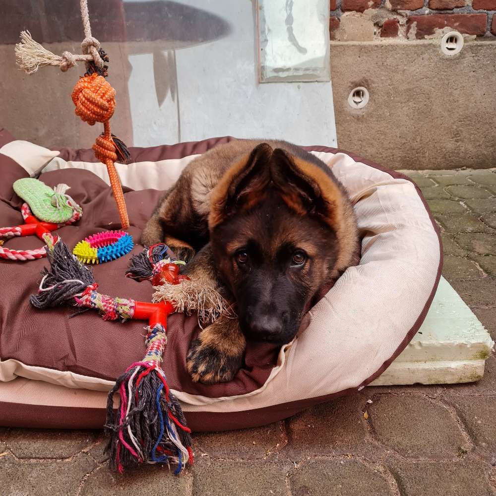 Hundetreffen-Welpentreffen in Straelen-Profilbild