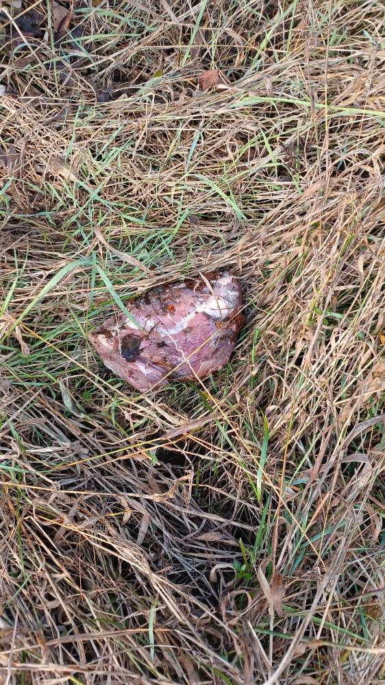 Giftköder-Androhung von Giftködern-Profilbild