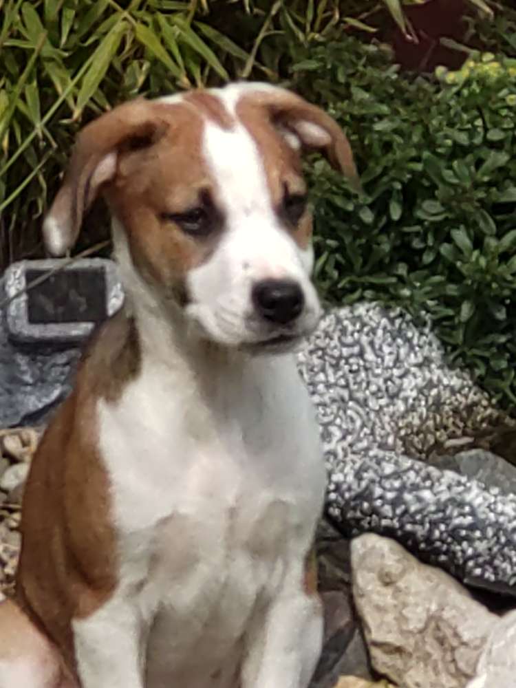 Hundetreffen-Gassirunde in Bad Langensalza und Umgebung-Profilbild