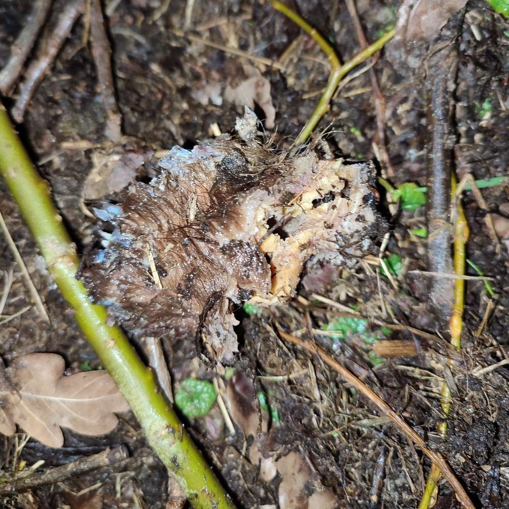 Giftköder-Unbekannte Sichtung (Tierkadaver?)-Profilbild