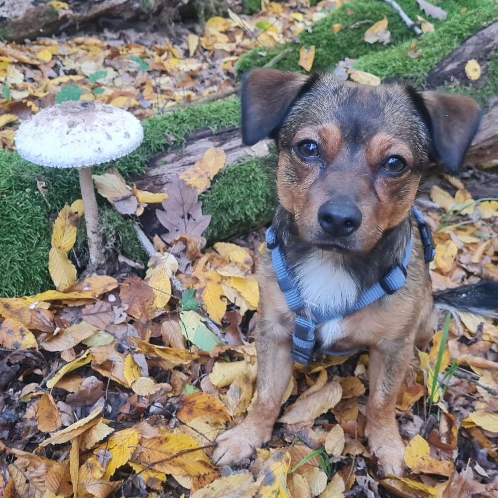 Hundetreffen-Lütten-Treffen zum Toben und Gassigehen-Profilbild