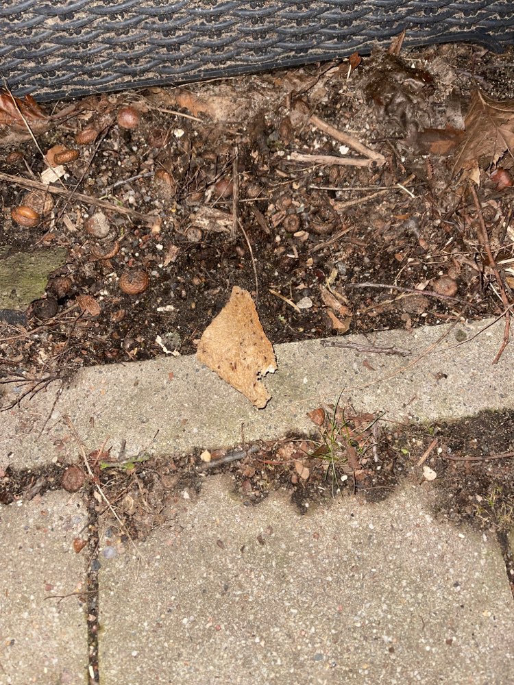 Giftköder-Giftköder Toast !?-Profilbild