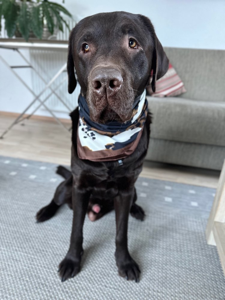 Hundetreffen-Suche einen passenden Buddy für meinen energiegeladenen, sozialen Labrador-Profilbild