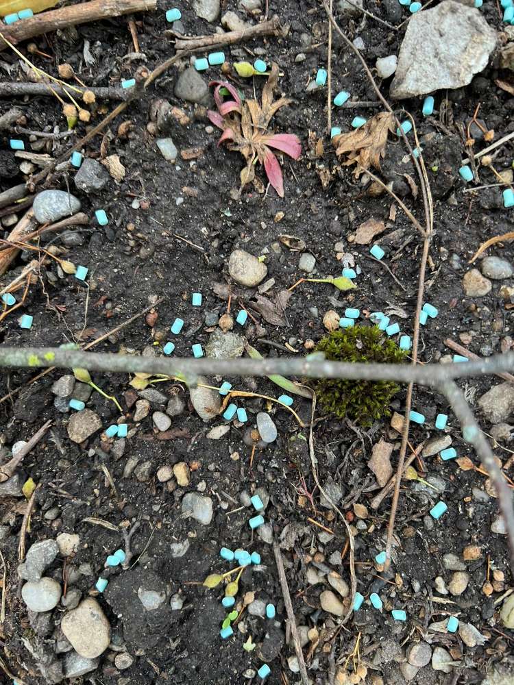 Giftköder-Schneckenkorn-Profilbild