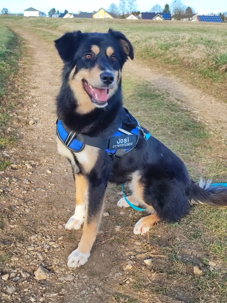 Hundetreffen-Gassikumpel sowie Spielkumpel gesucht-Profilbild