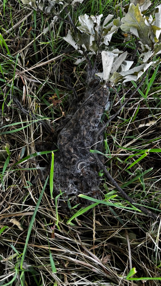 Giftköder-Eichenprozessionsspinner Nest Boden-Profilbild