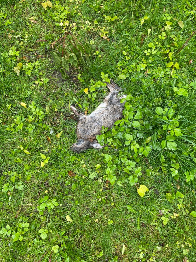 Giftköder-Hasenkadaver-Profilbild
