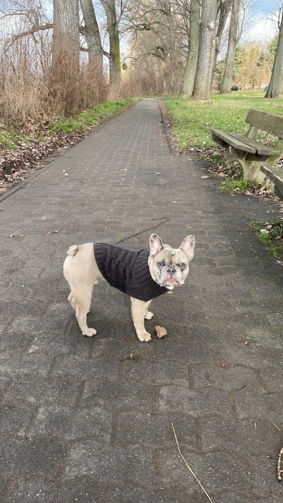 Hundetreffen-Frenchie-Treff BN/SU-Profilbild
