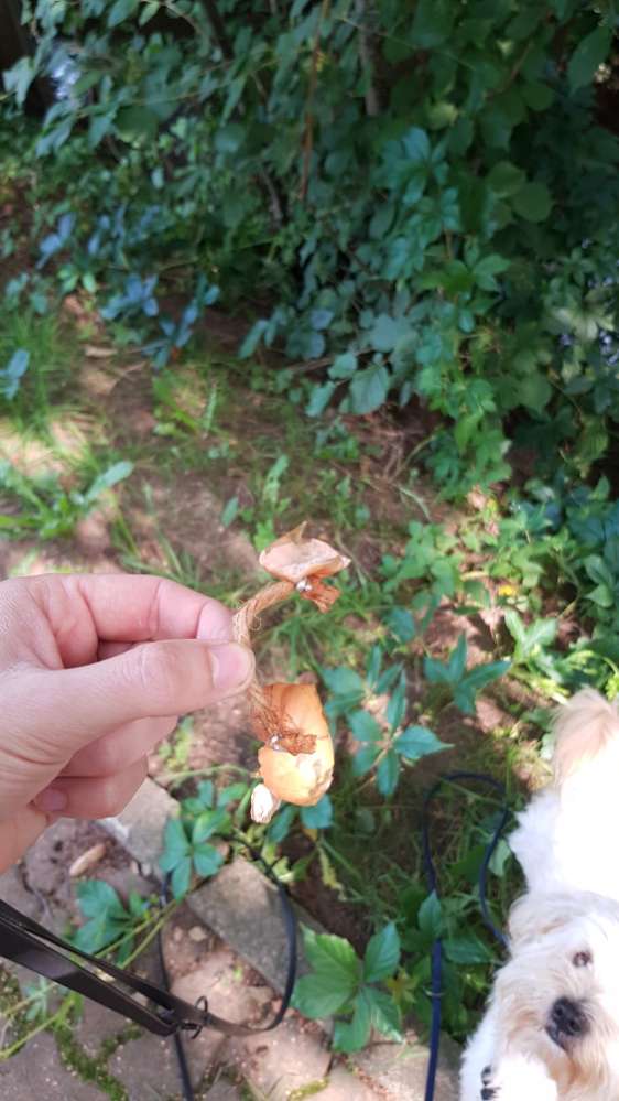 Giftköder-Mögliche Giftköder-Profilbild