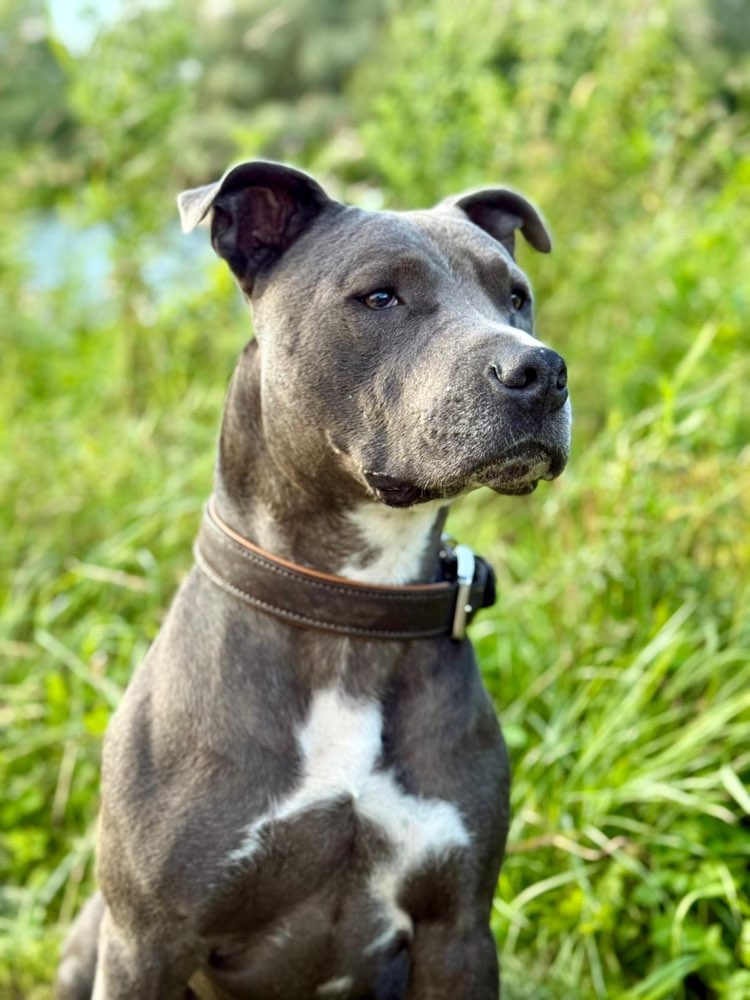 Hundetreffen-Spiel „Buddy“ gesucht/geboten-Profilbild