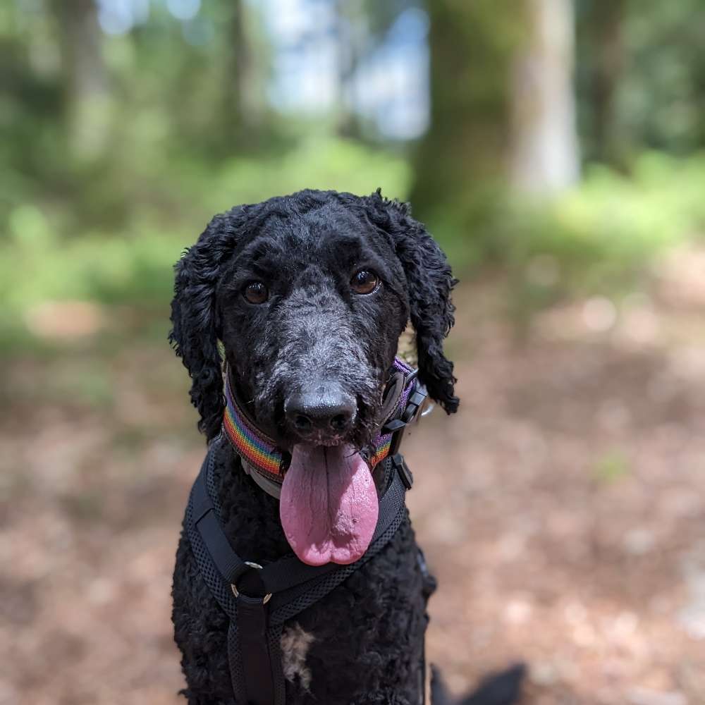 Hundetreffen-Gemeinsam spazieren-Profilbild