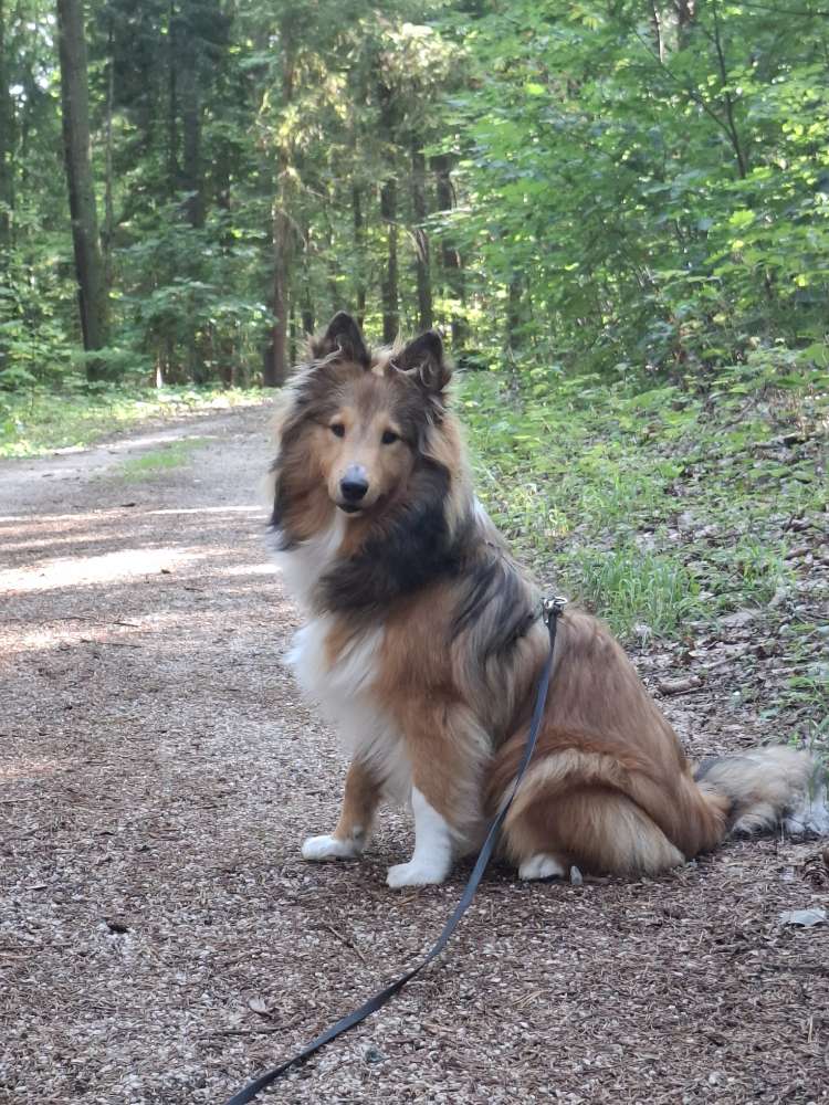Hundetreffen-Gassirunde mit Spielen-Profilbild