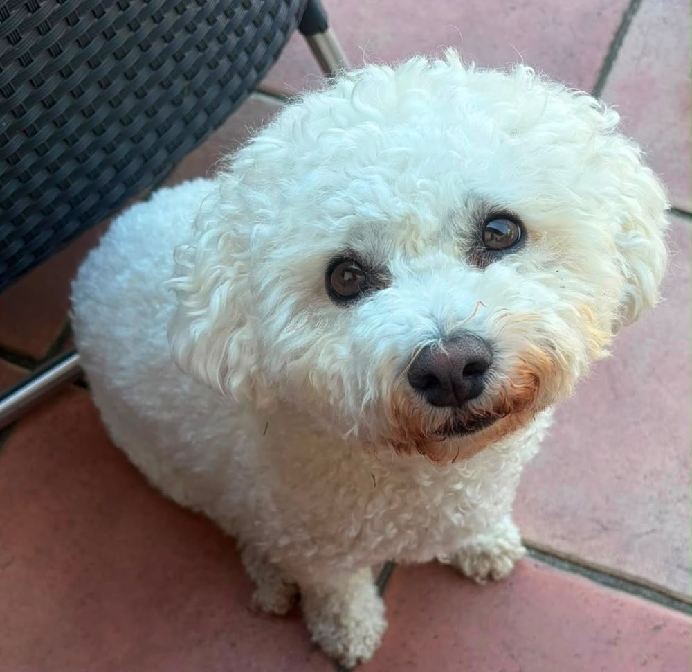 Hundetreffen-Gassi- und Spielrunden-Profilbild