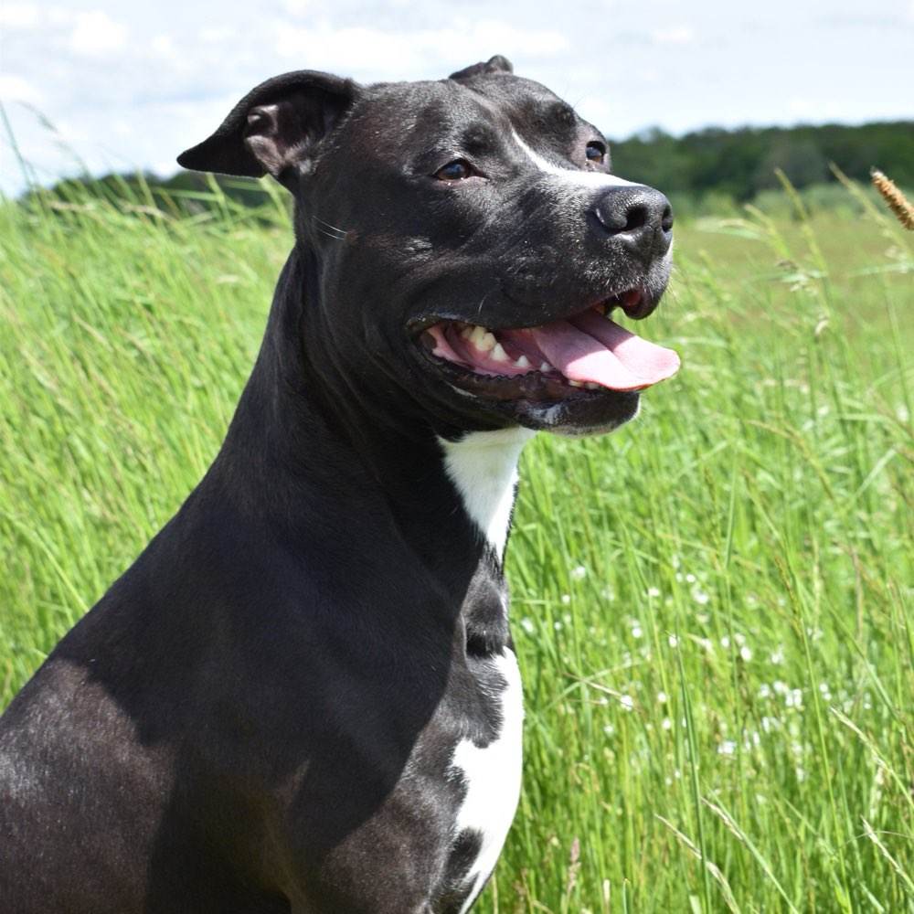 Hundetreffen-Gemeinsame Gassirunden☺️-Profilbild