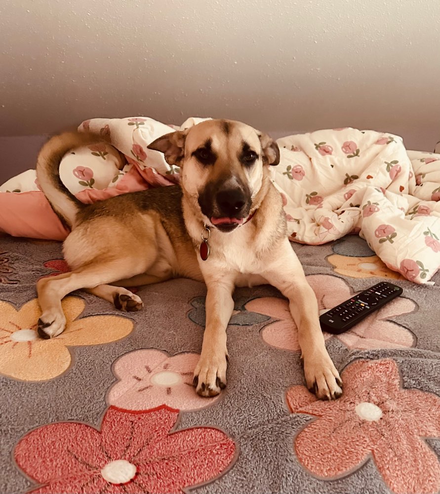 Giftköder-Giftköder mit Glas-Profilbild