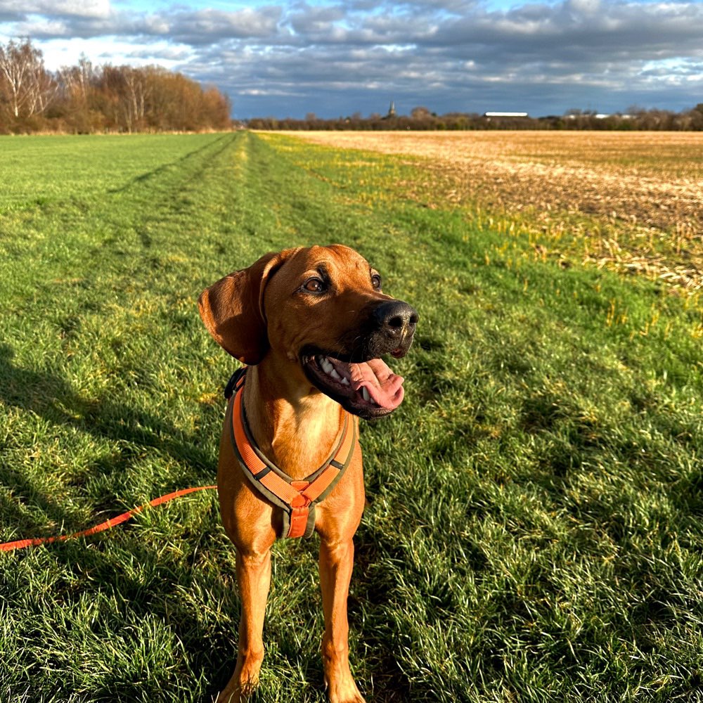 Hundetreffen-Junghundtreffen in/um Zülpich-Profilbild