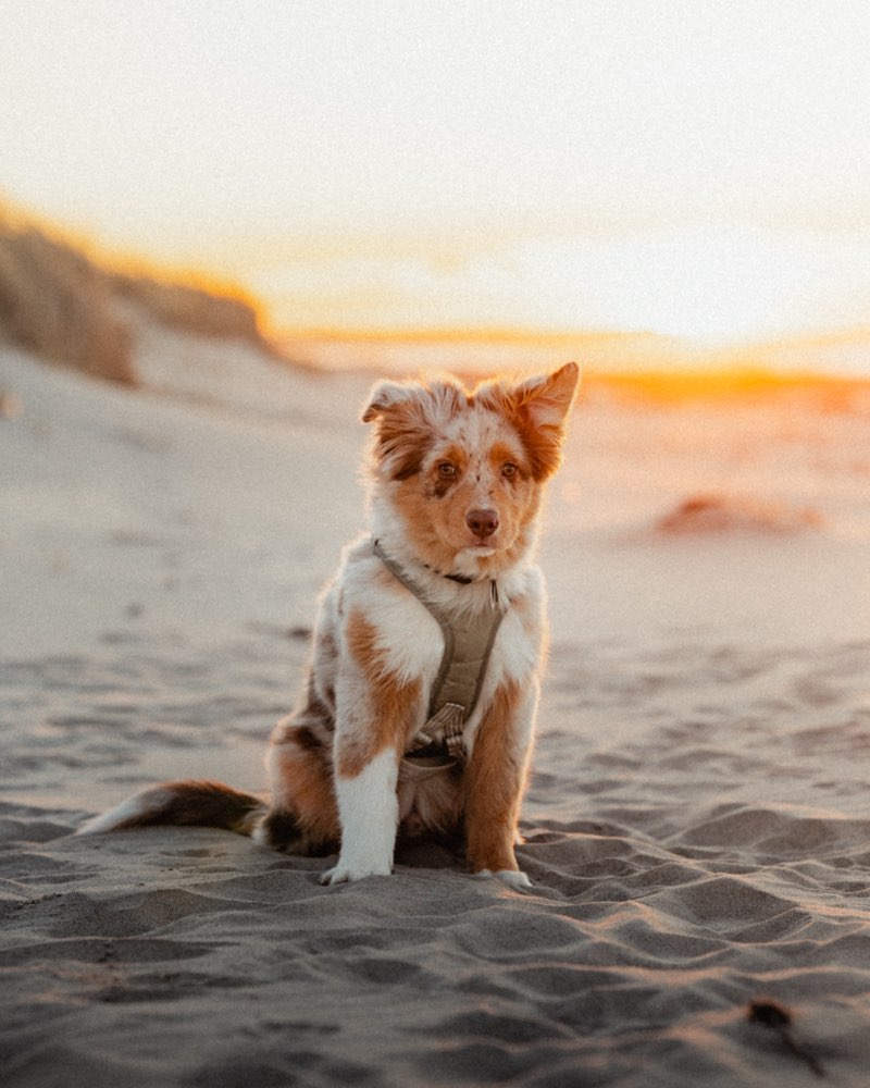 Hundetreffen-Training und Social Walk-Profilbild