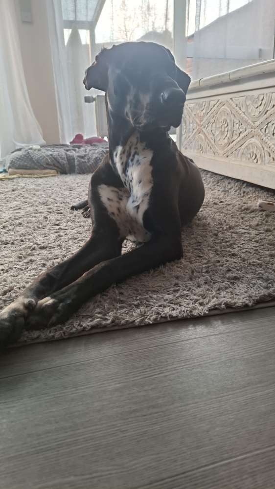 Hundetreffen-Spazieren und spielen-Profilbild