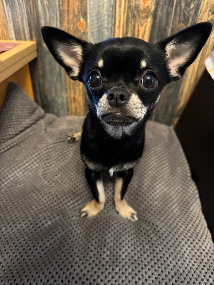 Hundetreffen-chihuahua oder klein Hunde Treff-Profilbild